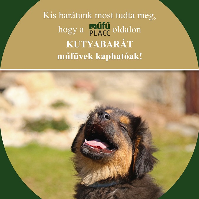 kutyabarat mufu 01
